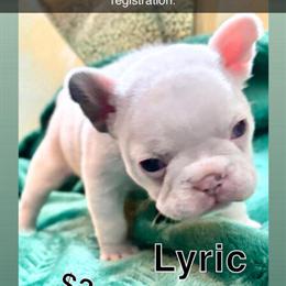 French Bulldog Puppies Ready for Forever Homes in Swartz Creek, mi