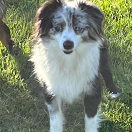 Black Tri Female Toy Australian Shepherd - 8 Months Old in Cement City, mi