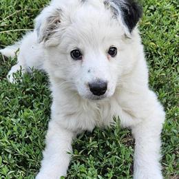Mini Australian Shepherd Female for Adoption in Cement City, mi
