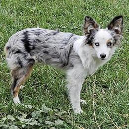Blue Merle Male Toy Australian Shepherd with Blue Eyes in Cement City, mi