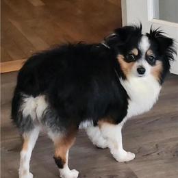 Red Merle Male Toy Australian Shepherd Puppy for Sale in Cement City, mi