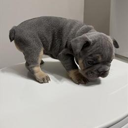 French Bulldog Puppies Ready for New Homes in Wilson, nc