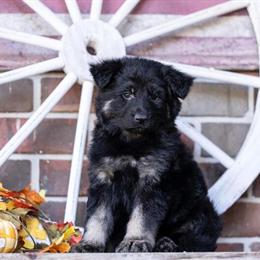 German Shepherd Puppies for Sale in Tennessee in Spring City, tn
