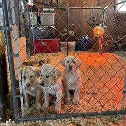 Two Yellow Labrador Retrievers for Adoption in Marion, in