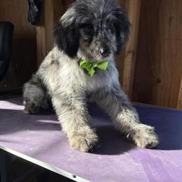 Mini Aussiedoodle Puppy for Adoption in Cherryville, nc