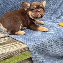 Rojo and Tan Male Puppies in Independence, mo