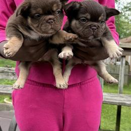 Male Big Rope Pink Carriers for Sale in Independence, mo