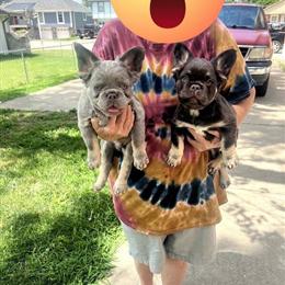 3 Male French Bulldogs Available - AKC Registered in Independence, mo