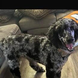 Poodle Standard for Adoption in Elyria, OH in Euless, tx