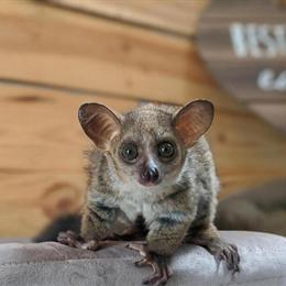 Hand Raised Male Bushbaby Monkey for Sale in Texas in New Braunfels, tx