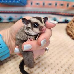 Sugar Glider Joeys Ready for Adoption Now in New Braunfels, tx