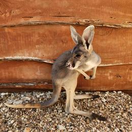 Male Red Kangaroo Baby Joey Ready for New Home in New Braunfels, tx