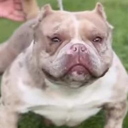 Micro Bully Merle for Sale in Colonial Heights, va