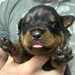 Rottweiler Puppies Available in Inverness, fl