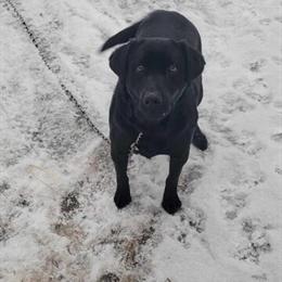 Black Labrador Retriever in Oscoda, mi