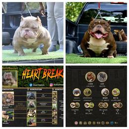 Micro Male Puppy for Adoption in Tallahassee, fl