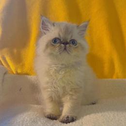 Himalayan Kitten Boy Available - 8 Weeks Old in San Diego, ca