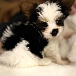 Yorkshire Terrier Male with AKC Parti Coloring Ready for a New Home in Indianapolis, in