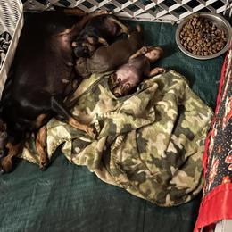 Miniature Pinscher Puppies Available in Fairhope, al