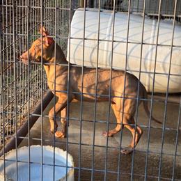 Female Redboy Puppy for Sale - 5 Months Old in Gastonia, nc