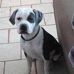 Neapolitan puppy, 8 months old in Grand Rapids, mi