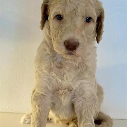 Gorgeous Standard F2b Goldendoodle Puppies Ready for Forever Homes in Albany, ny