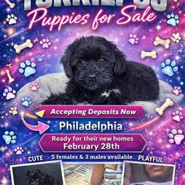 Yorkiepoos Available - 4 Females and 3 Males in Philadelphia, pa