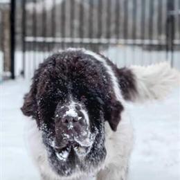 Newfoundland Claus - Sweet 3-Year-Old Male Looking for a Loving Home in Albany, ny