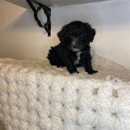Mini Doodles for Sale - 3 Black Mini Doodles Available in Philadelphia, pa