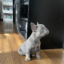 Male French Bulldog Puppy Available for Loving Home in Richmond, va