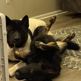 Akita Pup Available for Adoption in CO Springs in Colorado Springs, co