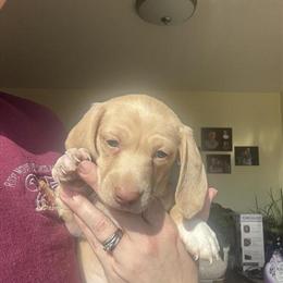 Mini Dachshunds Looking for Forever Homes in Cynthiana, ky