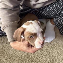 Pit Bull Puppies for Sale in Wilson, nc