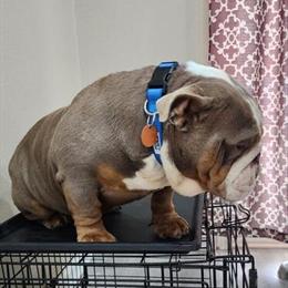 English Bulldog for Sale - 2.5 Years Old Male in Fort Mill, sc