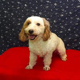 Bich-Poo Puppy Keisha - Sweet Female with Adorable Coat in Paterson, nj