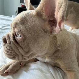 Beautiful Female French Bulldog for Adoption in New York, ny