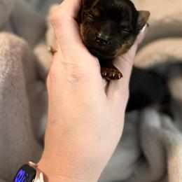 Female Yorkshire Terrier Ready for Adoption in March in Indianapolis, in