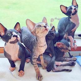 Sphynx Kittens Available in Miami, fl