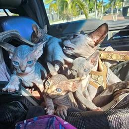 Sphynx Kittens Available in Miami, fl