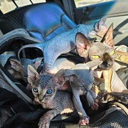 Sphynx Kittens Available in Miami, fl