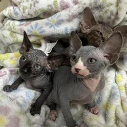 Sphynx Kittens Available in Miami, fl