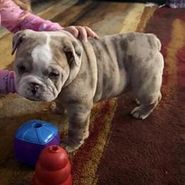 8 Weeks Old Female Puppy Anja Ready for Forever Home in West Lafayette, in