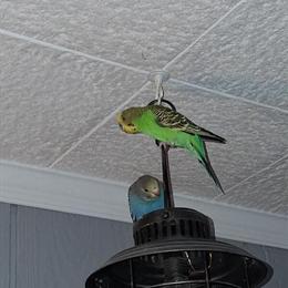 Parakeets Available: 7 Week and 7 Month Olds in Charlotte, mi