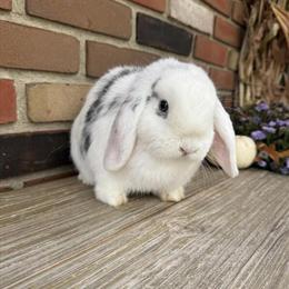 Holland Lop Does: Brook & Jessica Seeking Loving Home in Medina, oh