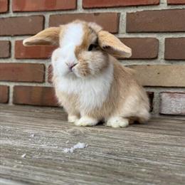 Holland Lop Doe - Blue Fawn Harlequin Ready for Adoption in Medina, oh