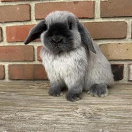 Blue Point Holland Lop Junior Doe Ready for Adoption in Medina, oh