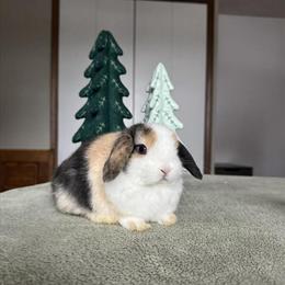 Holland Lop Doe Ready for Deposit in Medina, oh