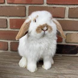 Holland Lop Buck Ready for Adoption in Medina, oh