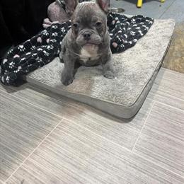 Blue Brindle Male French Bulldog x Mini Bully Puppy for Sale in Bayonne, nj