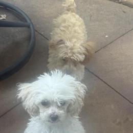 Toy White Male Poodle Available in Owasso, ok